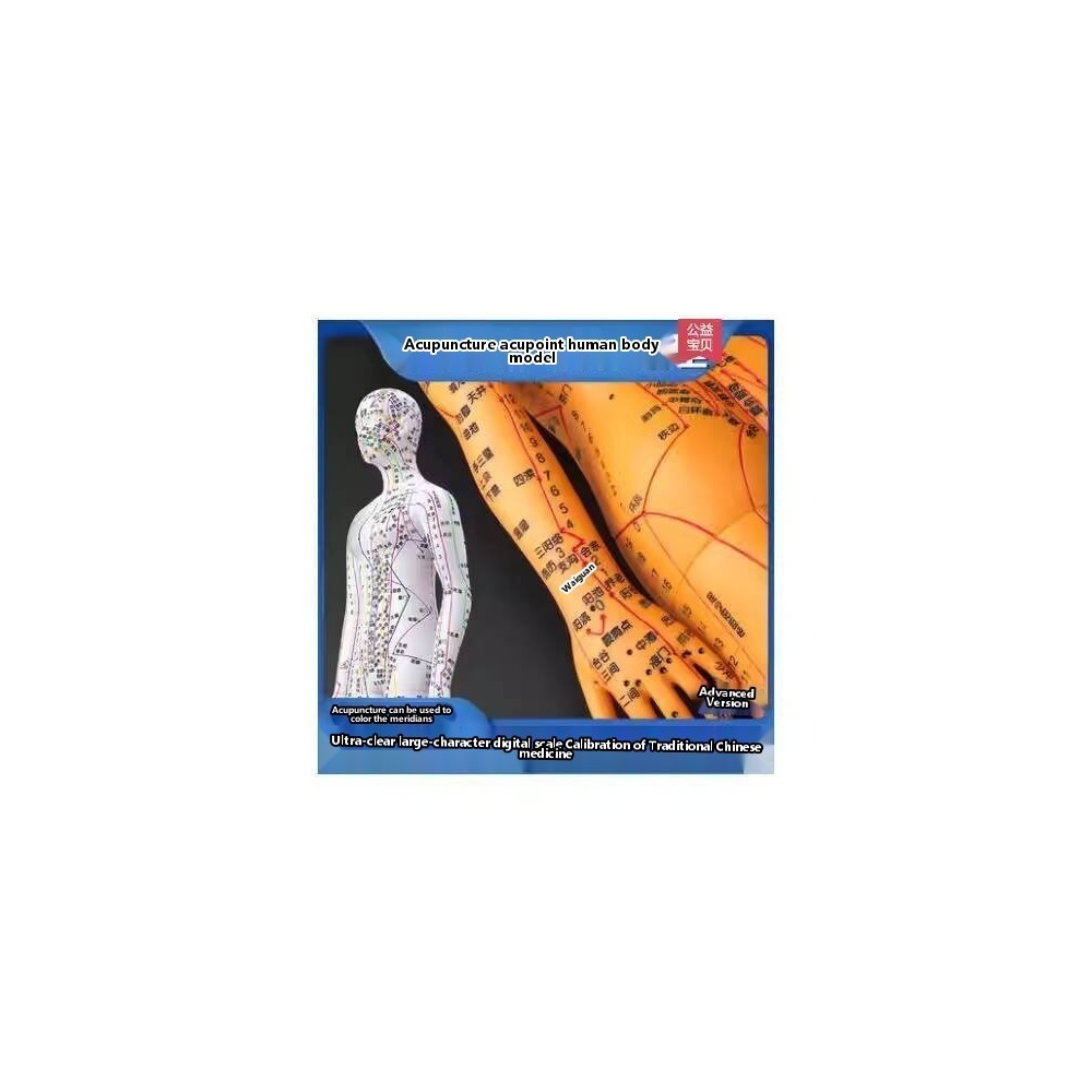 Acupuncture Point Human Body Model for Needle Insertion Meridians Full ...