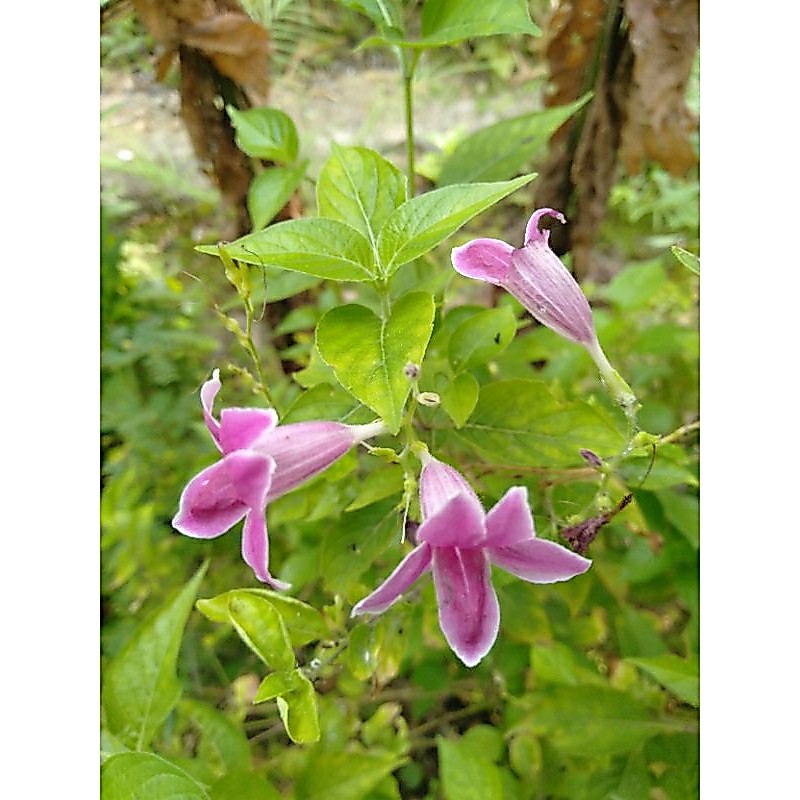 BARLERIA CRISTATA/PHILIPPINES VIOLET/LIVE PLANT/@ (small -medium-big ...