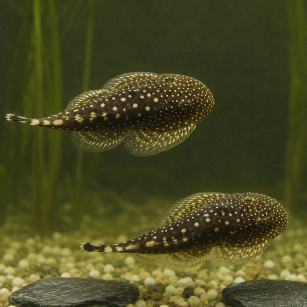 Spotted Pleco Aquarium Fish Live Ornamental Bottom Dweller Tank Fish ...