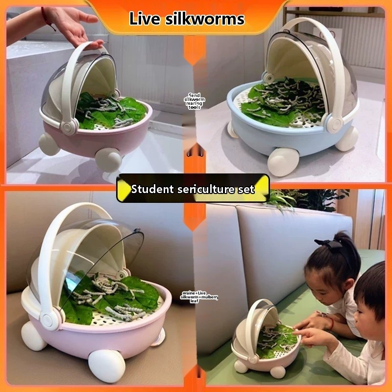 Silkworm Rearing Kit for Students: Live Larvae, Silkworm Eggs, Rearing ...