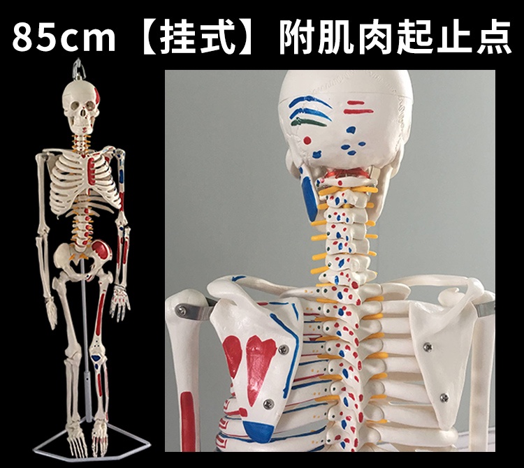 Excellent quality 85cm 170cm human skeleton model Teaching skeleton ...
