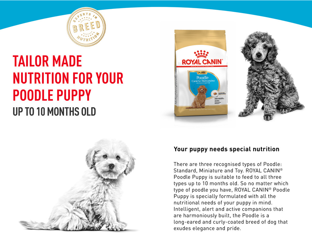 Royal Canin Poodle Puppy (500g) Dry Dog Food Breed Health