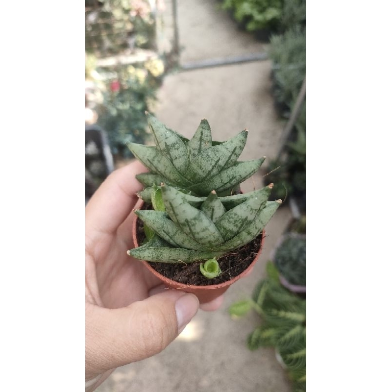 dwarf boncel(2n1) sansevieria | Shopee Philippines