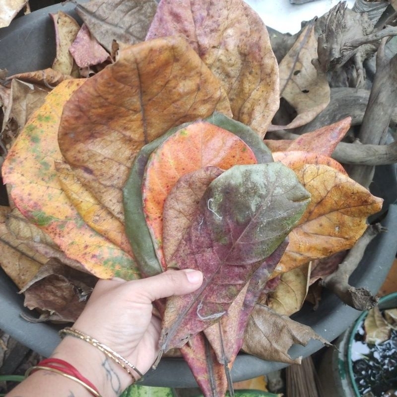 Talisay dried leaves