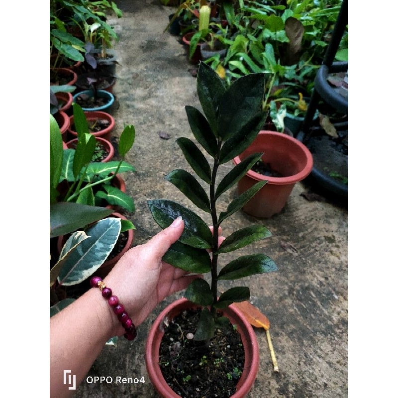black zz plant Shopee Philippines