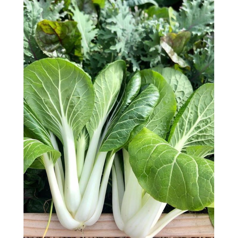 Leafy Veggies Seeds (SULIT PACK) Pechay/Mustasa/Kangkong/Pakchoi ...