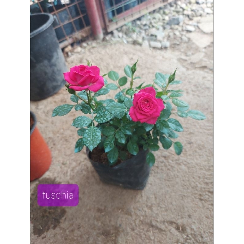 Piti-mini Roses (luzon area only) | Shopee Philippines