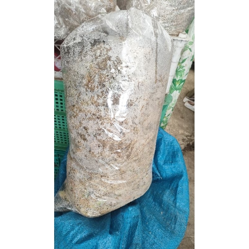 dried sphagnum moss(per pack) | Shopee Philippines
