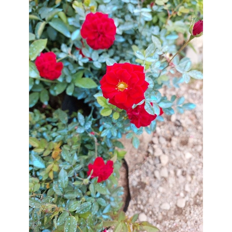 Piti-mini Roses (luzon area only) | Shopee Philippines