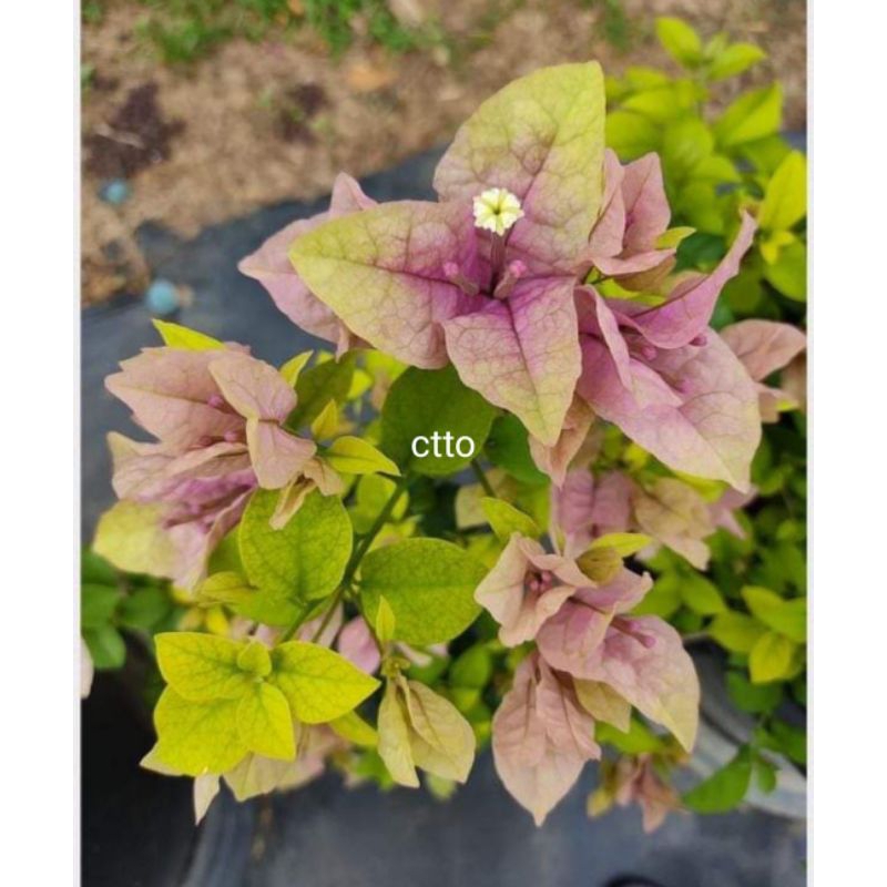 BOUGAINVILLEA ROOTED VERY RARE COFFEE PURPLE (green edge with purple in