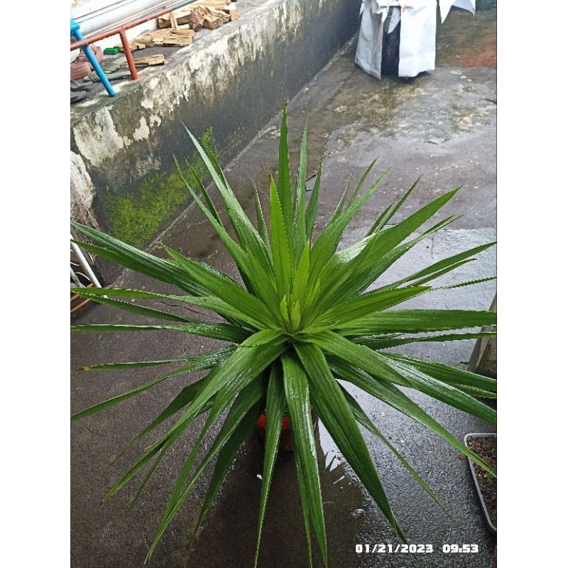 YUCCA PLANTS ACTUAL PHOTOS w/ frebbies Shopee Philippines