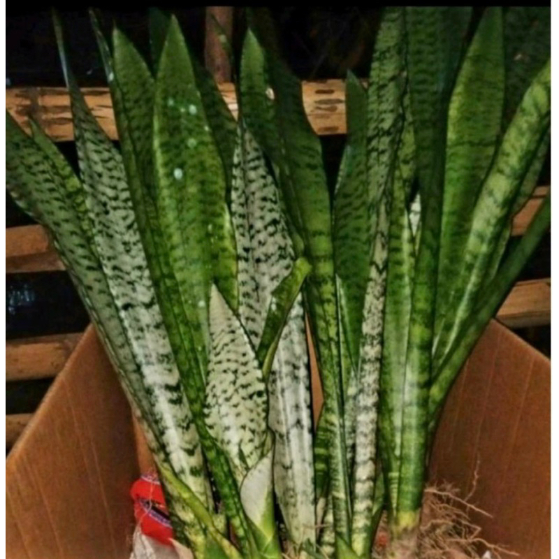 Snake Plant Air Purifier ( Live Plant) Shopee Philippines