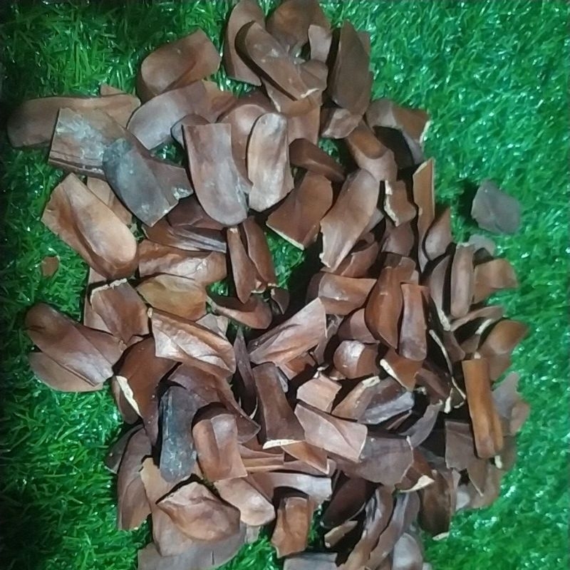 Mahogany seeds (10pcs) Shopee Philippines