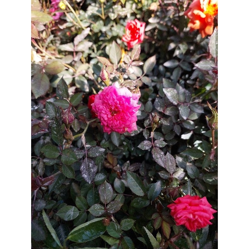 Piti-mini Roses (luzon area only) | Shopee Philippines