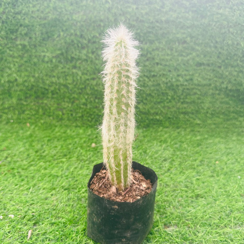 Old Man Live Cactus / Rare Uncommon / Uprooted / Columnar / Regular ...