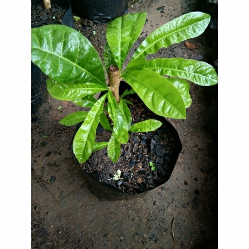 MIRACLE FRUIT TREE CUTTINGS ROOTED+free organic soil 500g Shopee