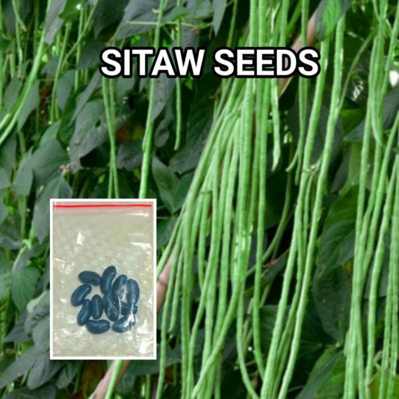 String Bean / Sitaw 10 Seeds Shopee Philippines