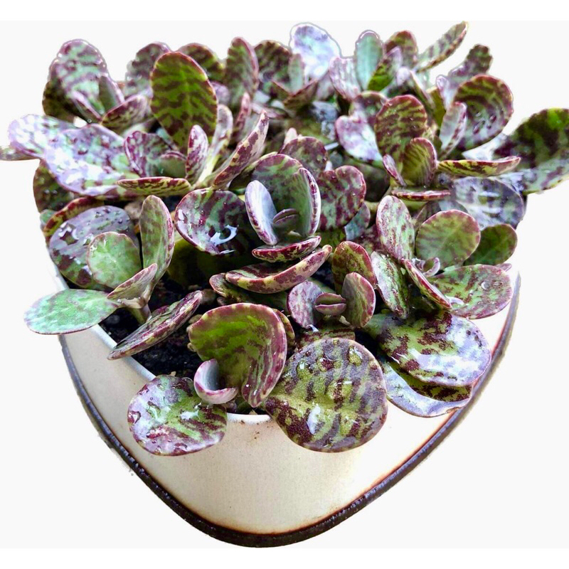 Kalanchoe Humilis (tiger) 