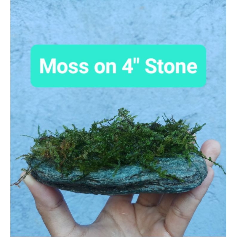Moss aquatic plant on rock or stone for aquascapes, aquariums and ponds