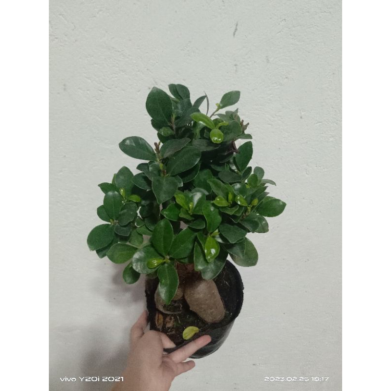 Ficus Microcarpa Bonsai Lucky Plant Good Fortune , happiness and