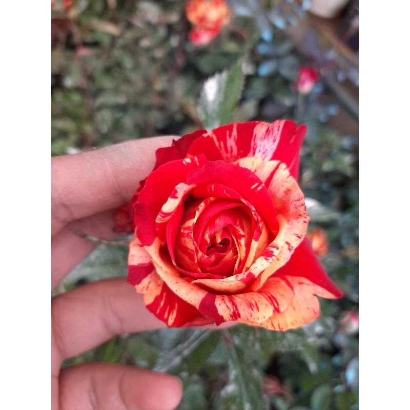 top rare collectible roses | Shopee Philippines