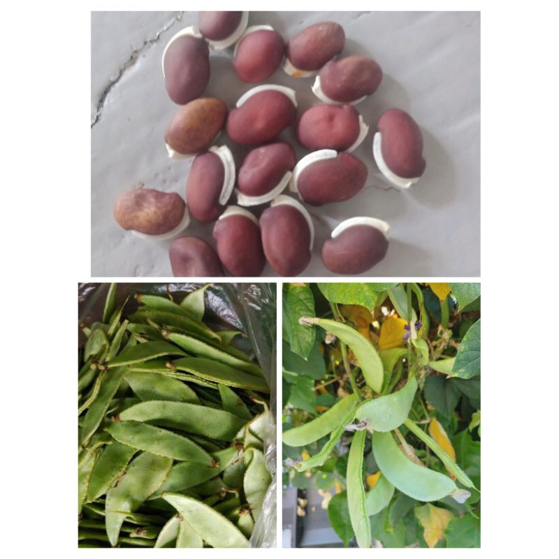 Bataw Green Seeds/ Seeds for planting (10PCS) Batao | Shopee Philippines