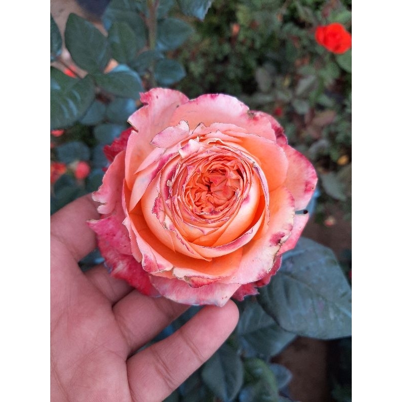 top rare collectible roses | Shopee Philippines