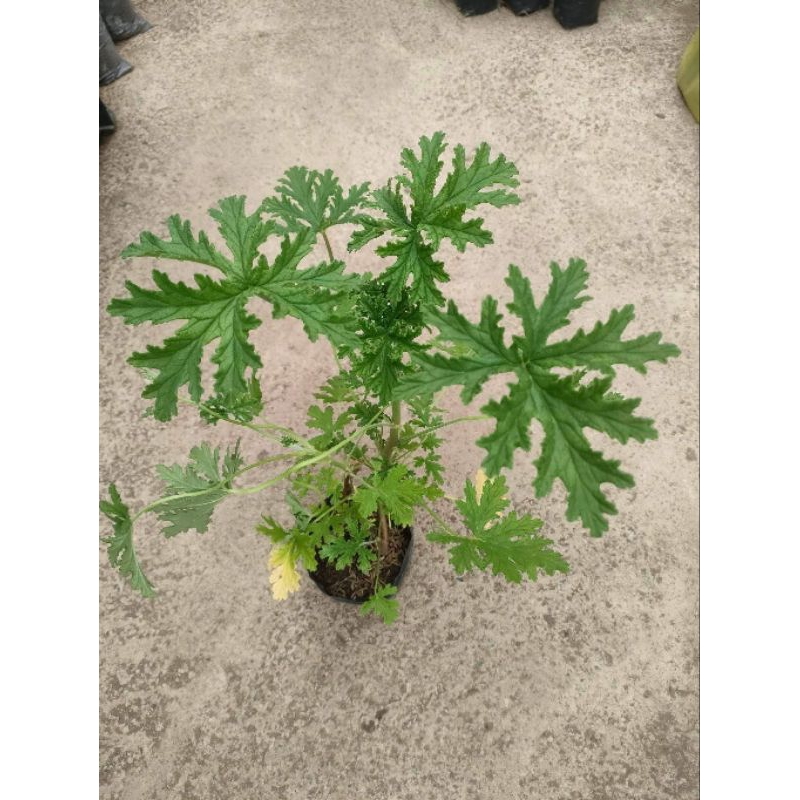 citronella malvarosa Shopee Philippines