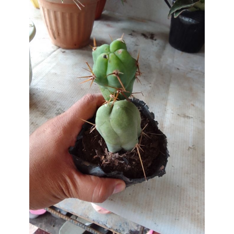 PLENIS CACTUS/ PENIS PLANT | Shopee Philippines