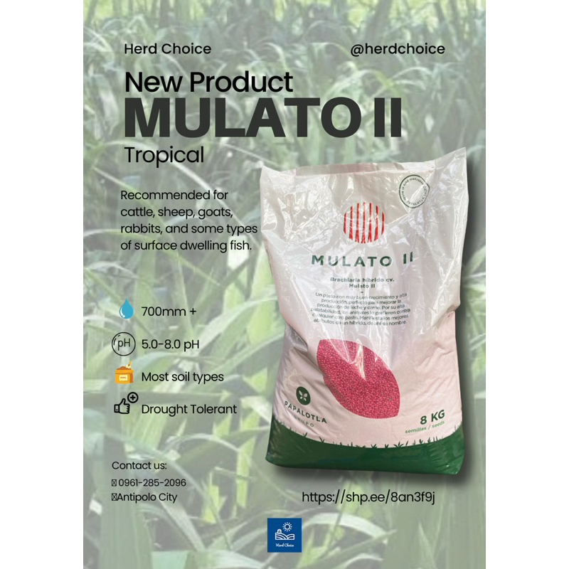Hybrid Seeds (MULATO II) Shopee Philippines