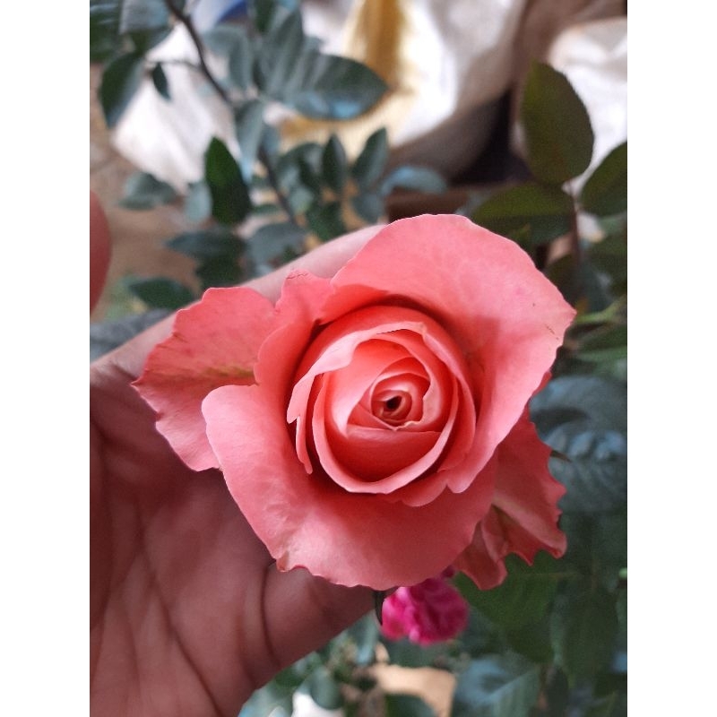 top rare collectible roses | Shopee Philippines