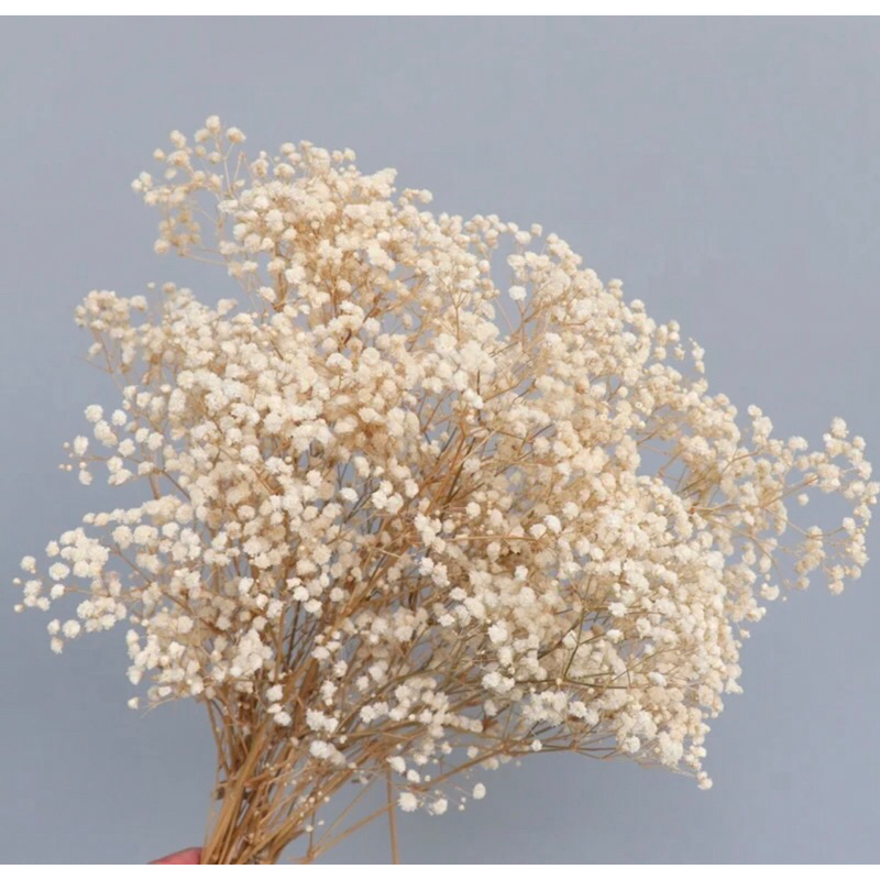 gypsophila|(baby’s breath)driedflowers | Shopee Philippines