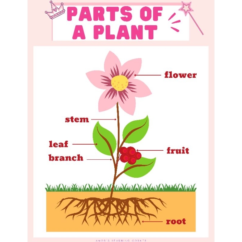 PARTS OF A PLANT - Educational Laminated Wall Charts | Shopee Philippines