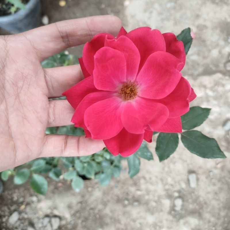 piti mini rose varieties (small pots-big petals) | Shopee Philippines