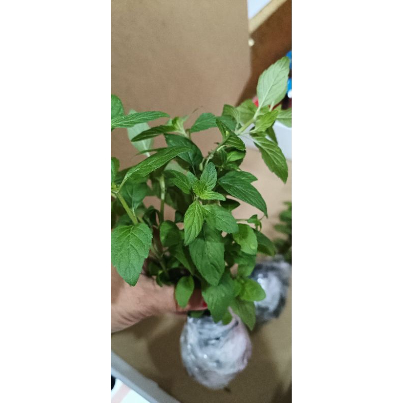 Mint (Yerba Buena) herbs seedlings Shopee Philippines