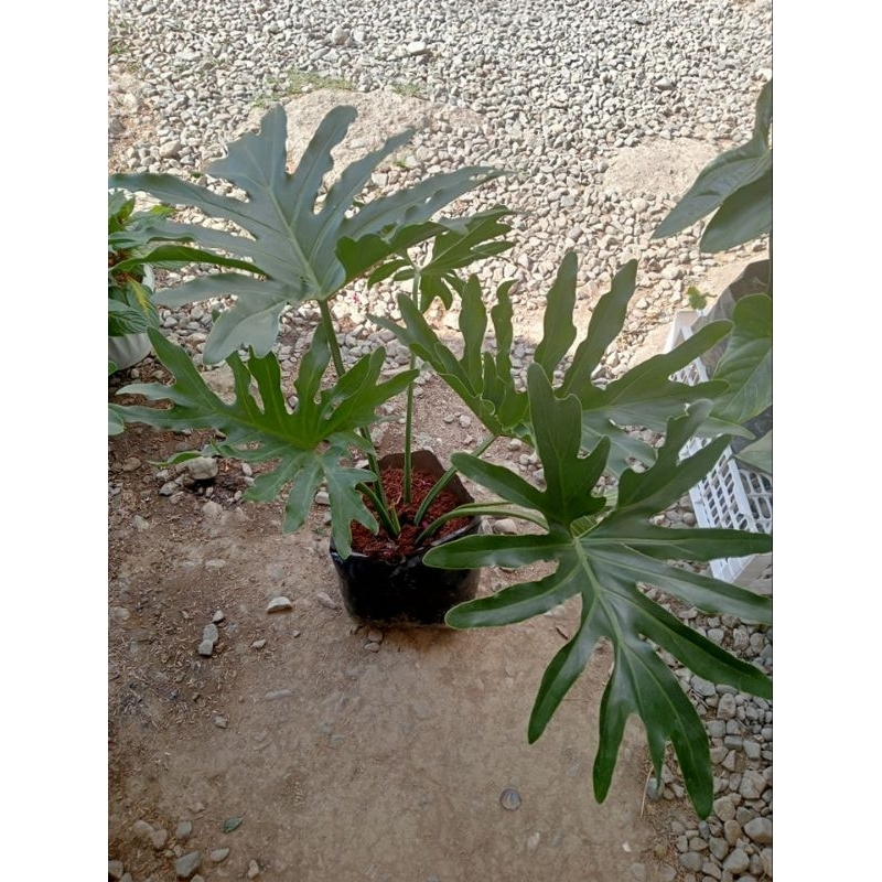 PHILODENDRON SELLOUM (SAHOD YAMAN) Shopee Philippines