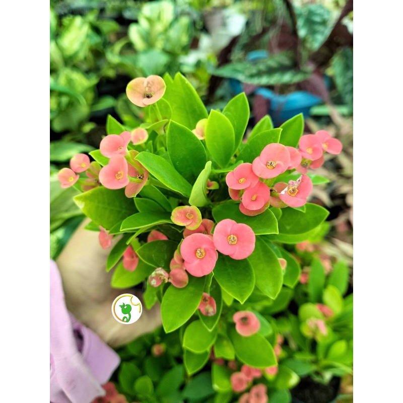 Euphorbia Milii Dwarf (ESTABLISHED) | Shopee Philippines