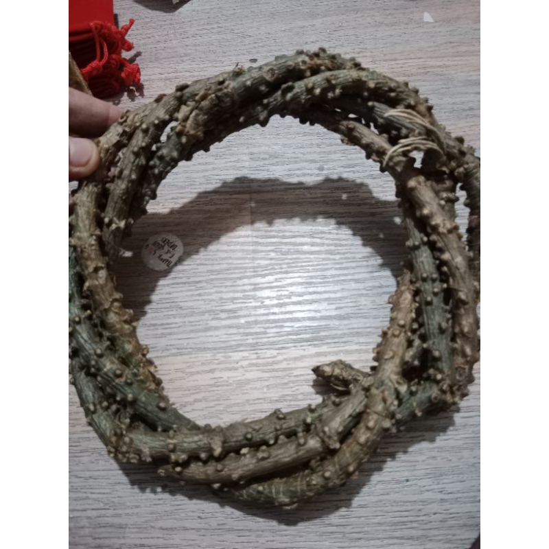 Makabuhay plant(herbal medicine) Shopee Philippines