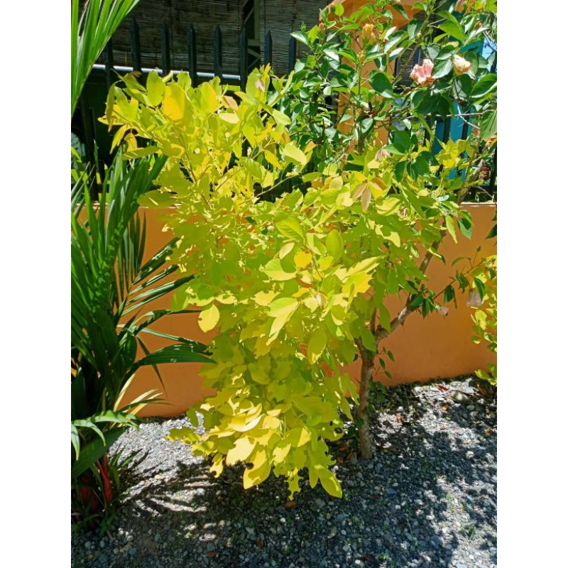 Desmodium (Golden Legume Tree) 10 seeds | Shopee Philippines