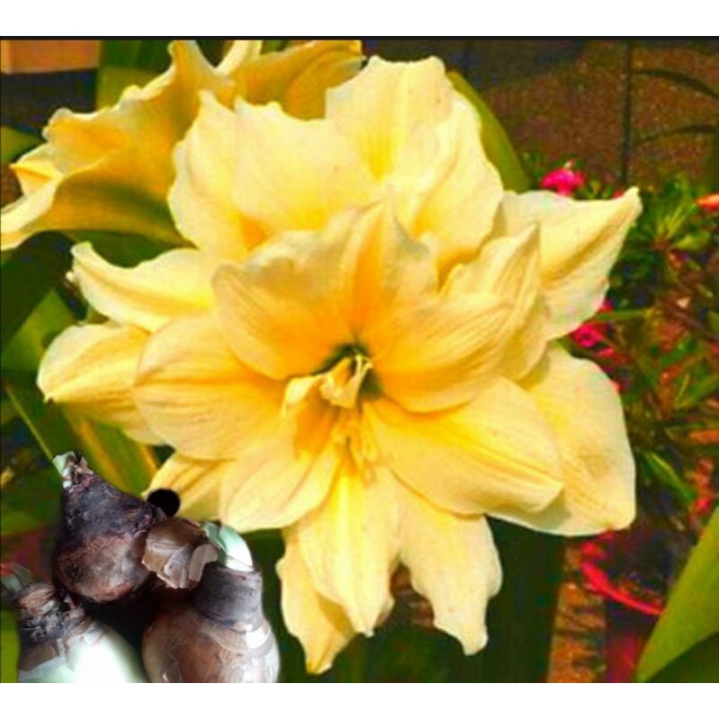 Amaryllis yellow exotic flowers rooted bulbs 1pc Shopee Philippines