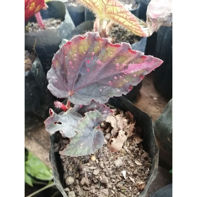 Sale!!! RARE BEGONIA Begonia (Etna) Shopee Philippines