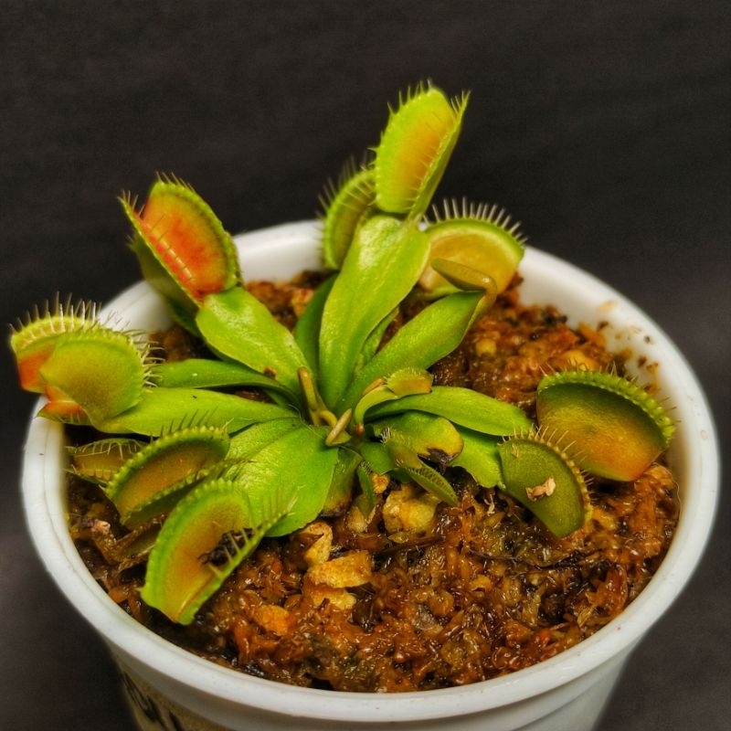 Venus Flytrap Vigorous | Shopee Philippines