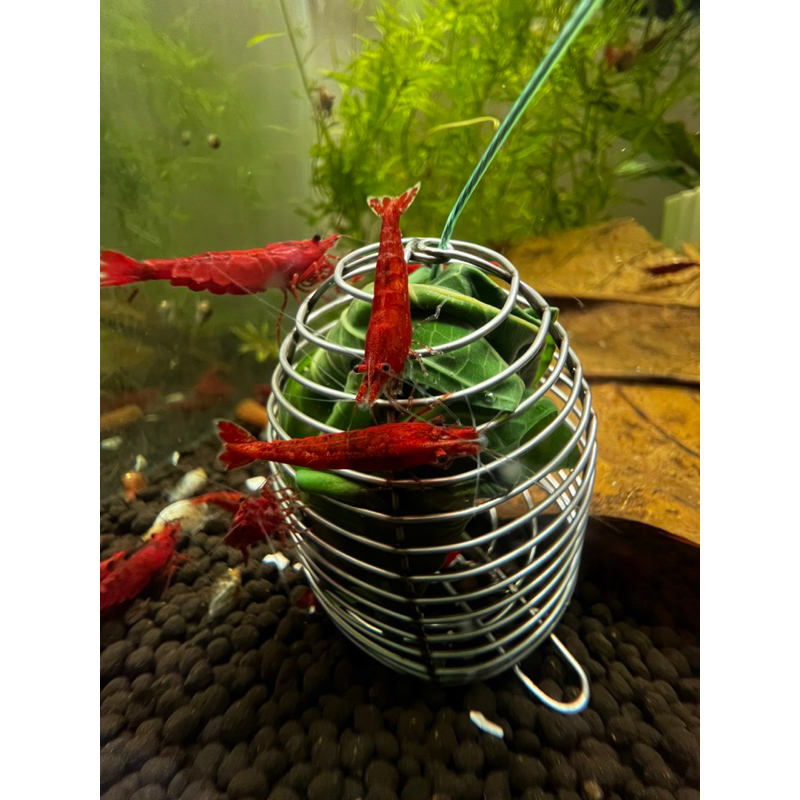 SHRIMP FEEDING CAGE FOR AQUARIUM Shopee Philippines