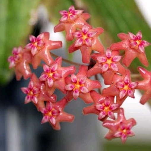 HOYA BENVERGARAI (blooming size) | Shopee Philippines