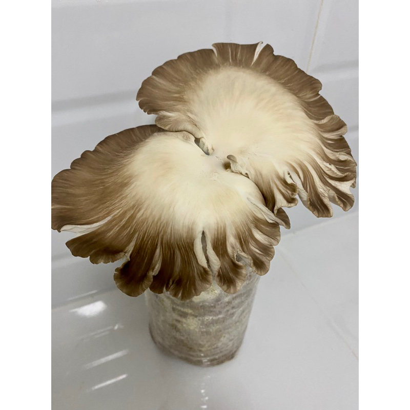 Mushroom • Mushroom Grow Kit • Edible Mushroom • Oyster Mushroom