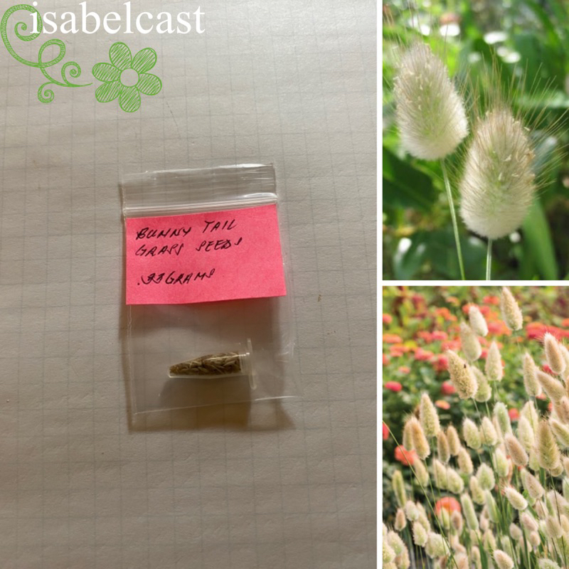 Bunny Tails Grass Seeds Shopee Philippines