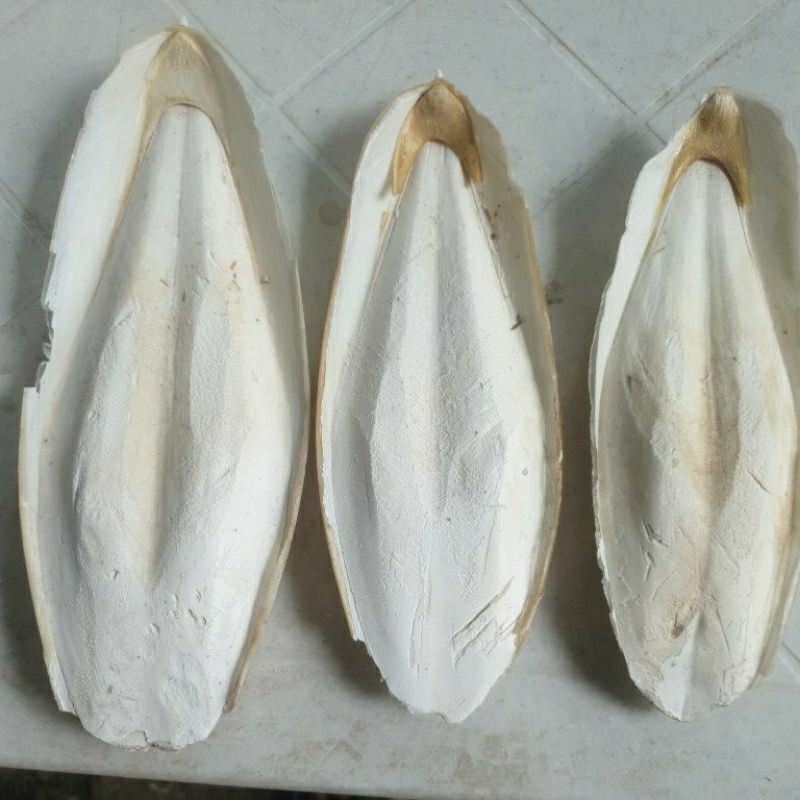 Cuttlebone for Birds (per pcs) | Shopee Philippines