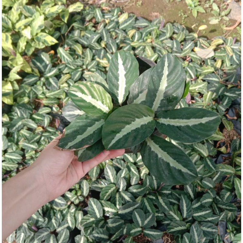 Calathea Micans / Randolf's | Shopee Philippines