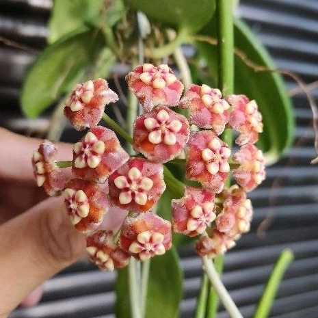 HOYA MELIFLUA (big flowers; big leaves) | Shopee Philippines