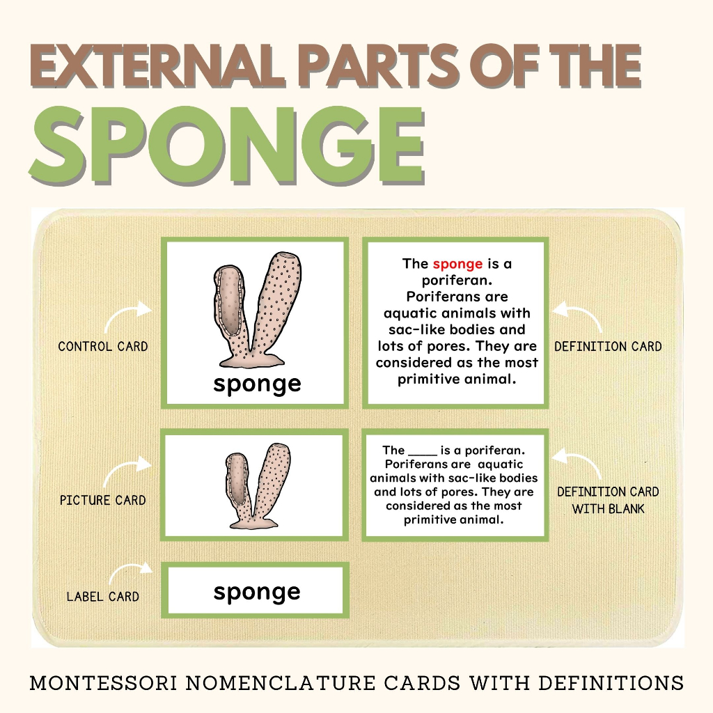 PORIFERANS Zoology Invertebrates Study Parts of Sponge Montessori